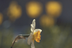 Blume