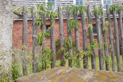 DSC00537