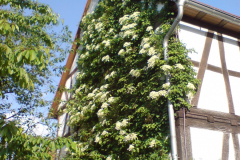 DSC00549