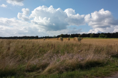 IMG_20210804_173338_6