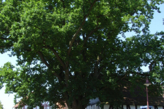 RIMG0827