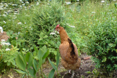 huhn